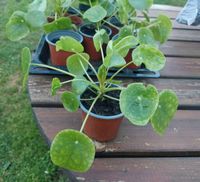 Pilea Peperomioides Glückstaler Zimmerpflanze Thüringen - Jena Vorschau