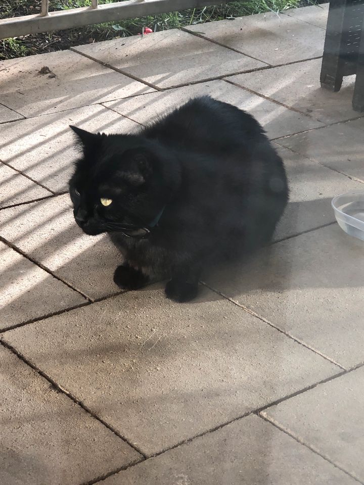 Schwarze große Katze seit ein paar Tagen auf unsere Terrasse. in München