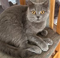 Britisch Kurzhaar Katzen 2 Katzen gechipt und kastriert Hessen - Dietzenbach Vorschau