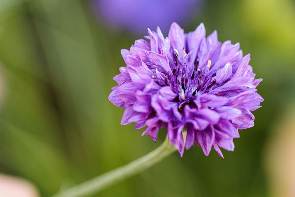 15 Samen Berg-Lauch Allium lusitanicum Wildblume lila,Biene in Großrosseln