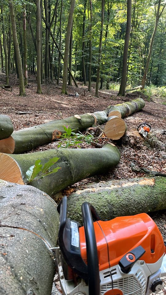 Stammholz Eiche Buche Esche in Iserlohn