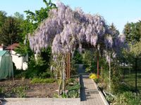 Blauregen, Deutzie und Bartblume Dresden - Johannstadt Vorschau