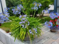 Schmucklilien blau Brandenburg - Bad Liebenwerda Vorschau