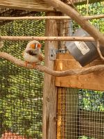 Vögel aus hobbyzucht abzugeben Hannover - Misburg-Anderten Vorschau