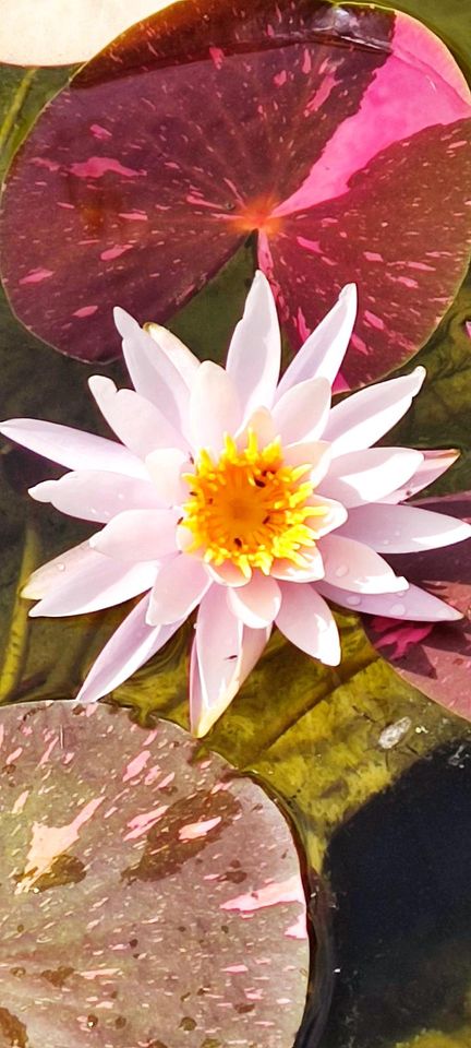 Seerose, Nymphaea Arc-en-Ciel in Norden