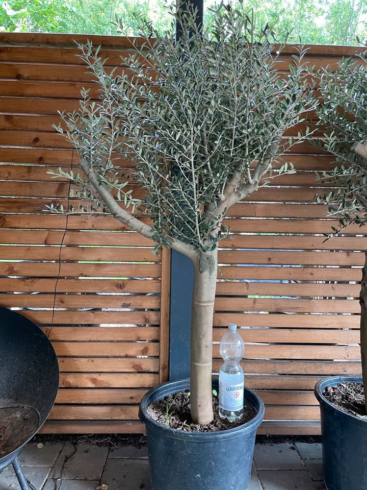 Olivenbaum 170 -190cm, ca 25-35 Jahre alt, frosttolerante Sorte in Warnau b Nettelsee