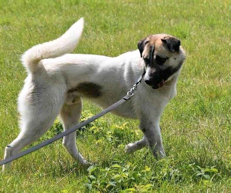 Ducati - perfekter Hofhund sucht sein Zuhause ❤️ in Bad Oeynhausen