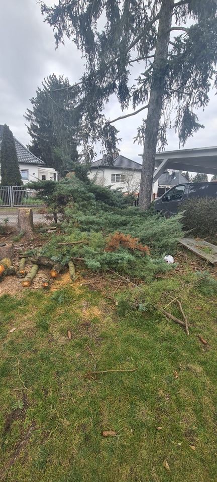 Entsorgung Grünschnitt Hecke Wurzeln in Blankenfelde-Mahlow