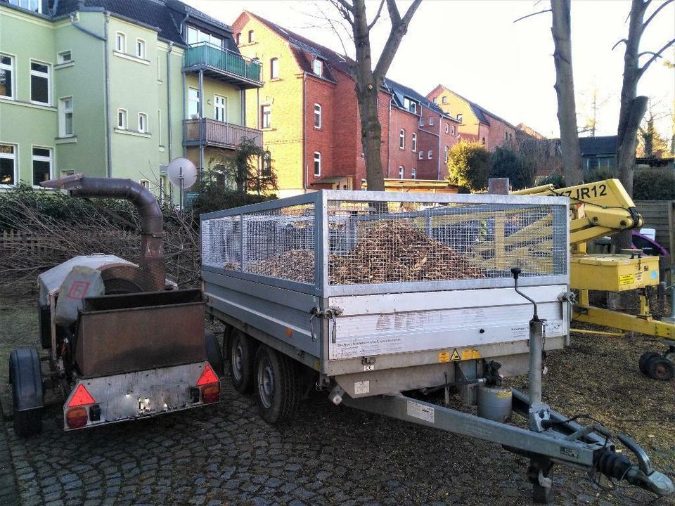 Baumfällung  Baumpflege Rasenpflege Heckenschnitt zum Fest Preis in Zwickau