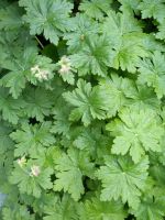 Balkan-Storchschnabel, Geranium macrorrhizum Hessen - Bebra Vorschau