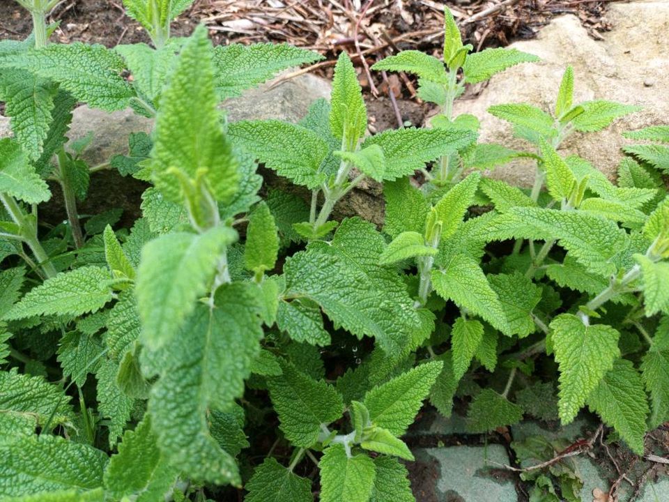 Kaukasus-Gamander (Teucrium hircanicum) in Schermbeck