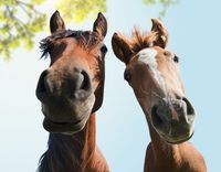 Reitbeteiligung (Reiter sucht Pferd) Schwerin - Lankow Vorschau