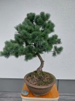 Bonsai jap. Mädchenkiefer-Pinus Parviflora Baden-Württemberg - Meßstetten Vorschau