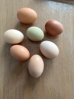 Tägliche frische bio Eier Kreis Pinneberg - Uetersen Vorschau