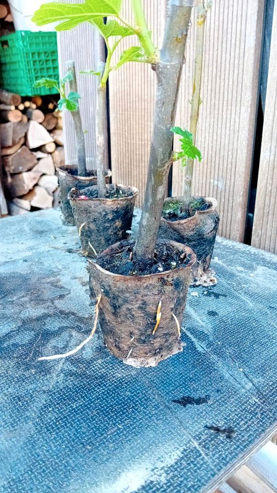 Feigenbaum Ableger bewurzelt in Großbettlingen