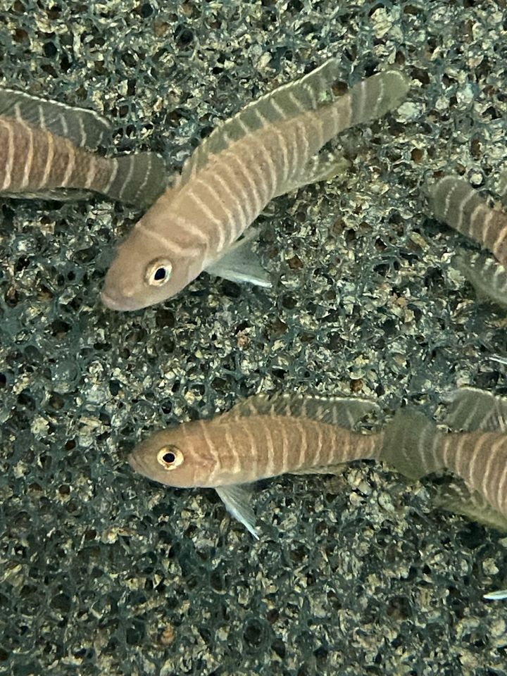 Neolamprologus similes in Hemsbach