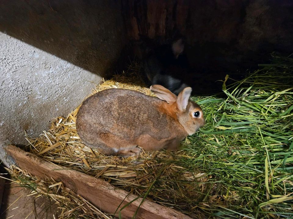Kaninchen Weibchen in Roßleben
