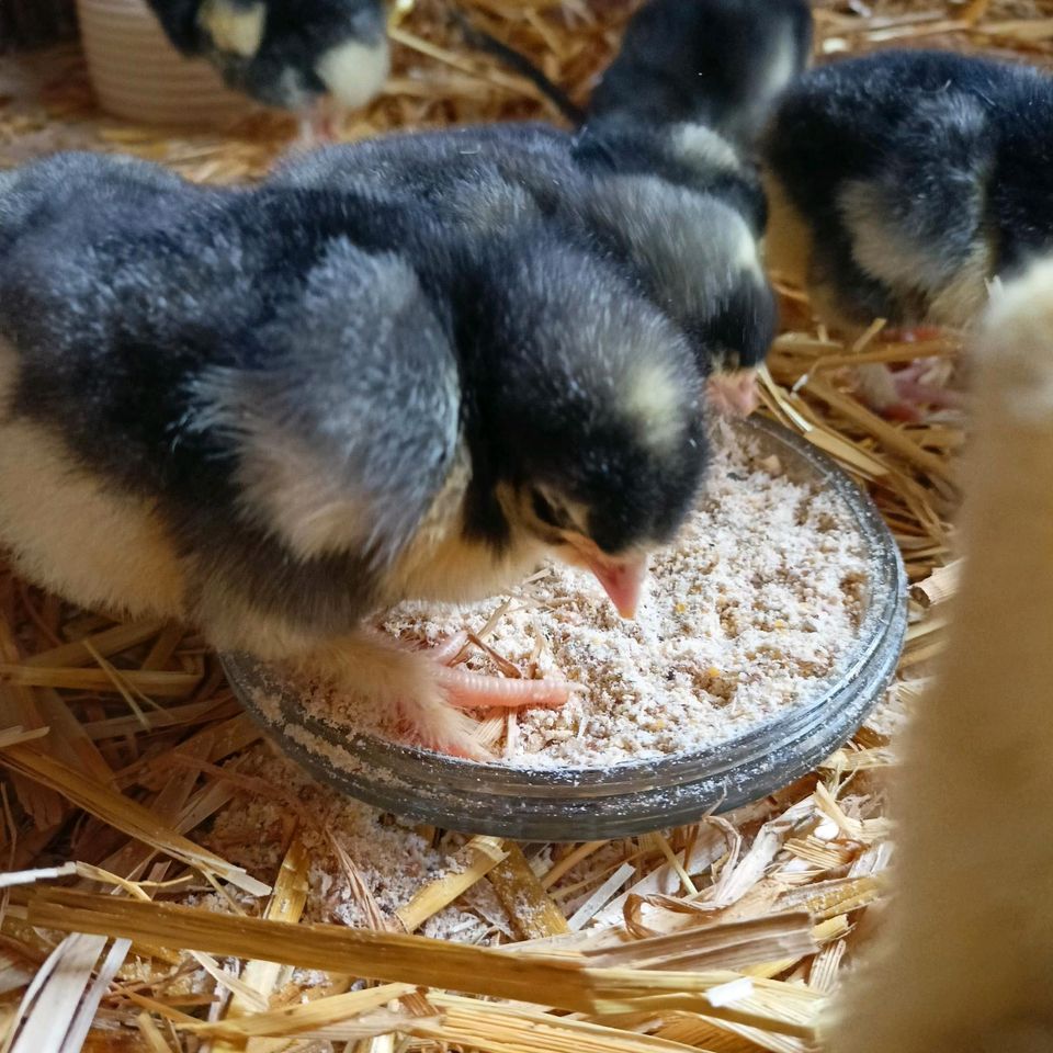 Mechelner Huhn Hühner Küken Zweinutzungshuhn beide Farbschläge in Großdubrau