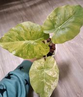 Alocasia Gageana variegata Rhizom Sachsen - Schkeuditz Vorschau