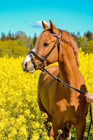 Reitbeteiligung auf XXL-Pony Kiel - Schilksee Vorschau