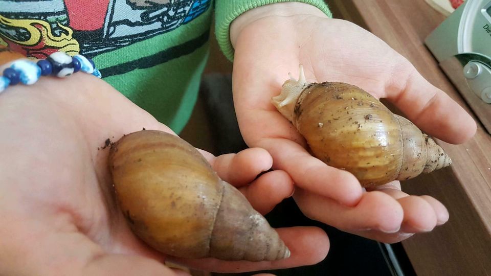 Achatschnecke Achatina Fulica in Marklkofen