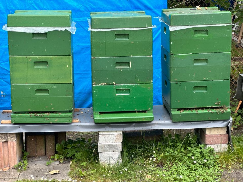 Bienenvölker zu verkaufen in Bochum