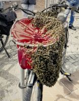 Suche Bienen, Bienenschwarm inOstfriesland, die ich rette! Niedersachsen - Aurich Vorschau