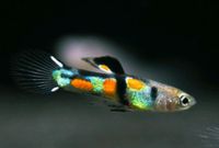 Verkaufe Endlerguppy Männchen "El Tigre" Paket - 10 Stück 2CM Nordrhein-Westfalen - Stolberg (Rhld) Vorschau