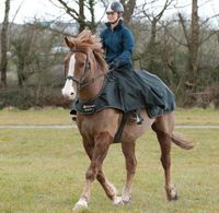 Bucas Ausreitdecke mit Beinschutz Leg Warmer Riding Rug 155cm Darß - Born am Darß Vorschau