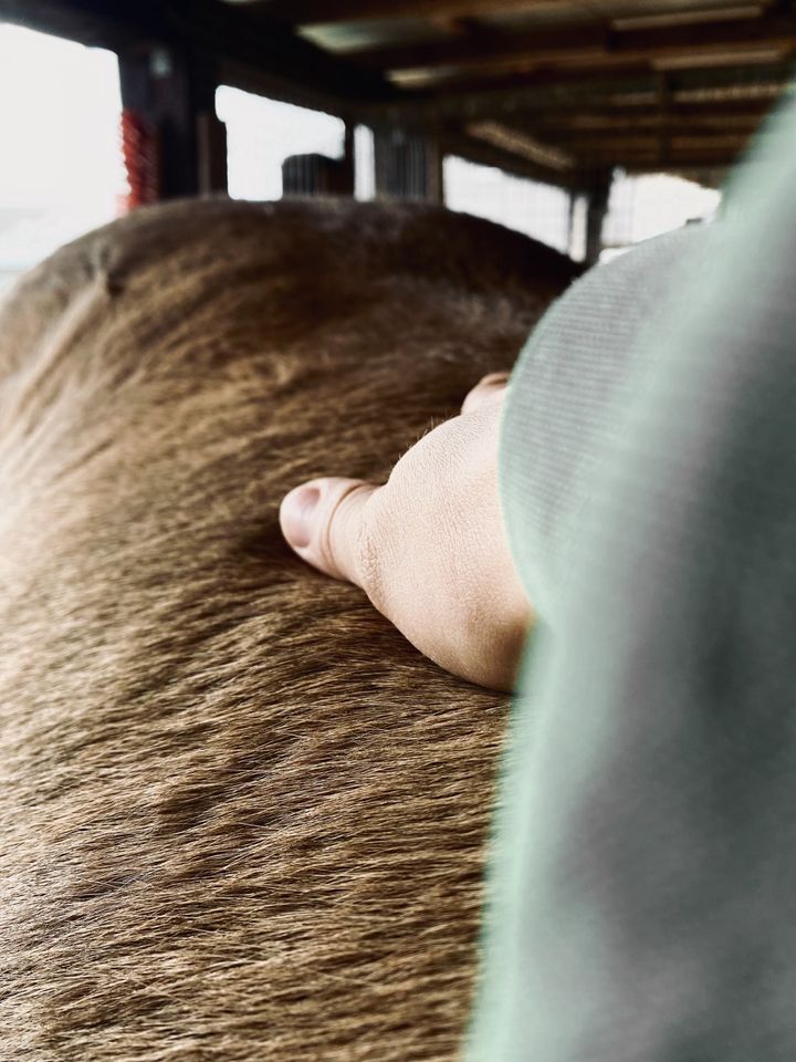 Tierphysiotherapie Hannover Podbi - Tierkraftwerk in Hannover