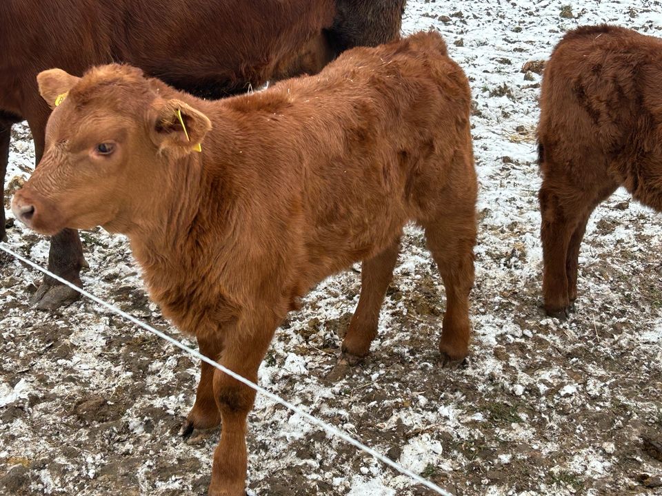 Rotes Angus in Dresden