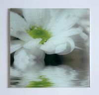 Bild - Glasbild - 50 x 50 cm - Blume - weiß - grün - quadratisch Kiel - Russee-Hammer Vorschau