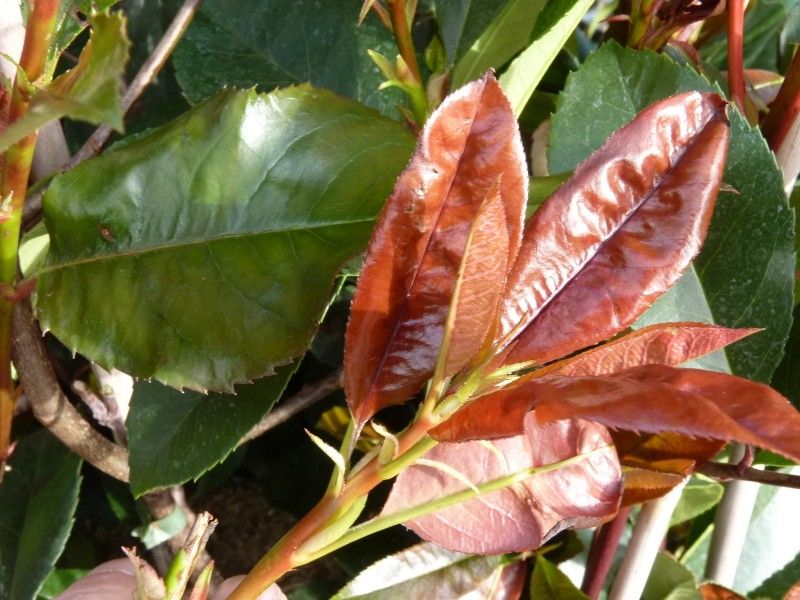 Glanzmispel/Photinia für immergrüne Hecken hier günstig kaufen in Worms