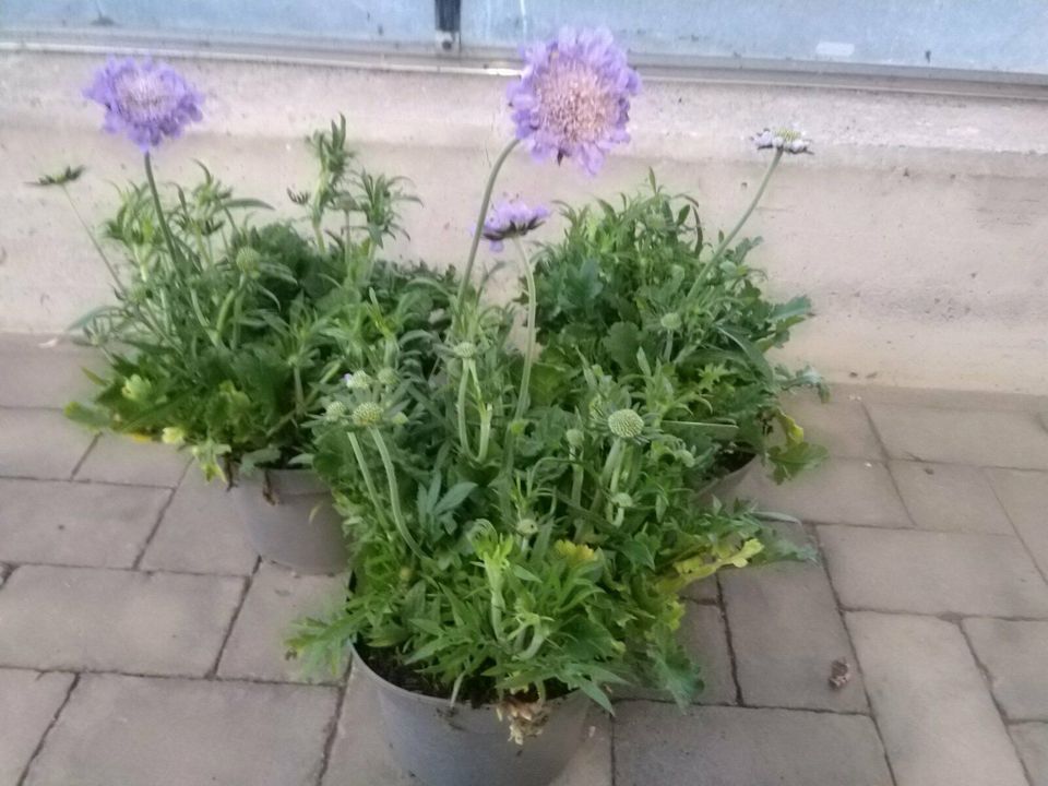 Skabiose / Scabiosa / Staude / Winterhart in Bocholt