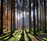 Suche Waldgrundstück Wald Forst Grundstück Großarmschlag Bayern - Grafenau Vorschau