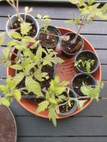 Tomaten Pflanzen Nordrhein-Westfalen - Weilerswist Vorschau