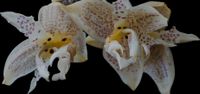 Duft Orchidee Stanhopea costaricensis im Korb Bayern - Schiltberg Vorschau