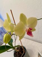 Gelbe Orchidee (Phalaenopsis), ca 40 cm hoch, zur Zeit blüht Dortmund - Hombruch Vorschau