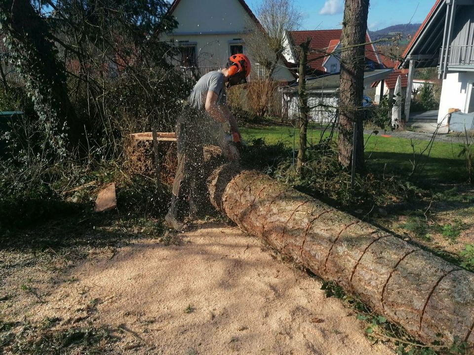 Baumpflege, Baum fällen, Baumfällung in Einbeck