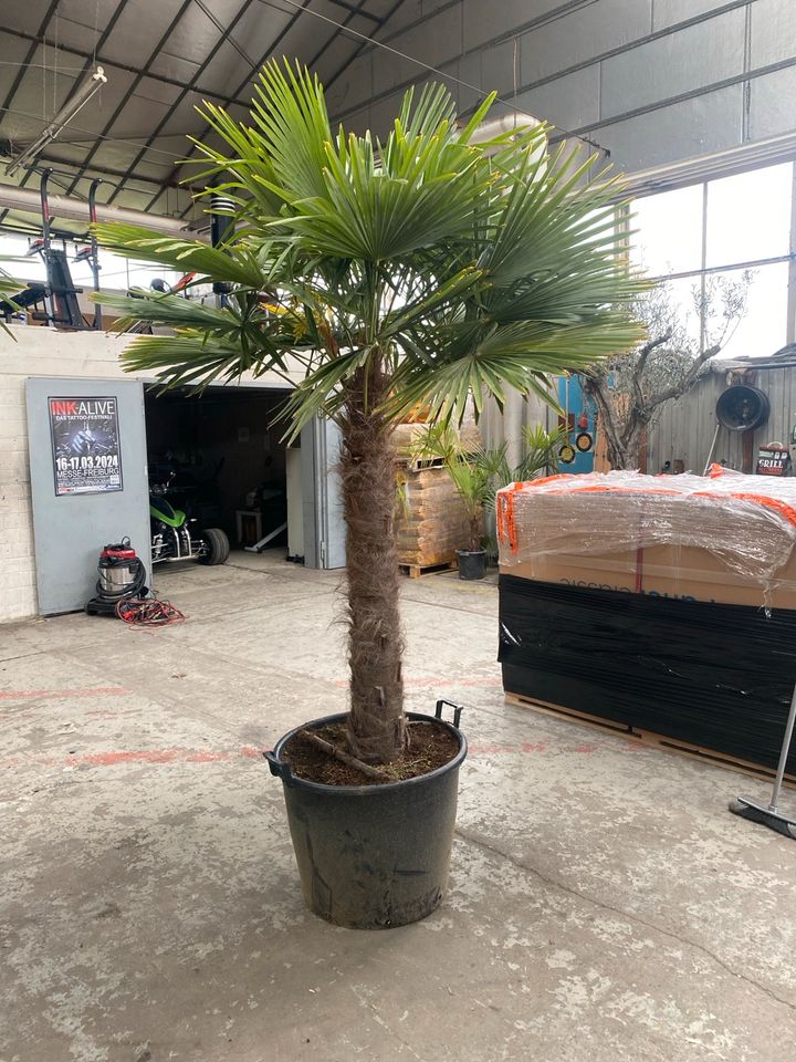 Palme aus Spanien in Kippenheim