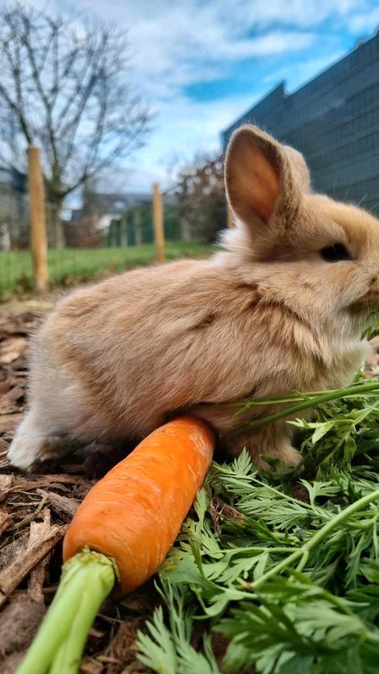 sehr liebe süße baby minilop  kaninchen. in Selfkant