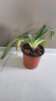 Paphiopedilum pinocchio Orchidee Frauenschuh Hessen - Reiskirchen Vorschau