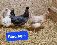 Hühner Legehennen Hennen Maran Grünleger Sussex Sperber Hybriden Rheinland-Pfalz - Niedert Vorschau