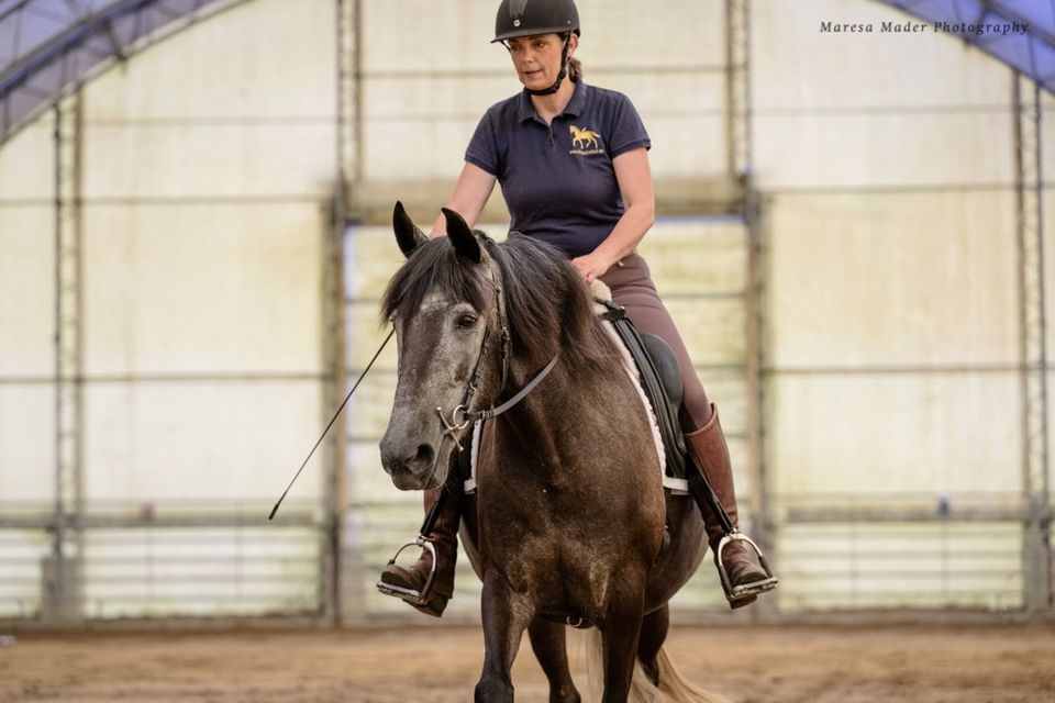 Öffentliches Training Morgenarbeit Inspiration Pferde Reiten in Neustadt (Dosse)