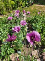 Samen/Saatgut Mohn lila Rostock - Pölchow Vorschau