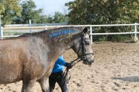 Freie Plätze in der Ponygruppe am Samstag Brandenburg - Ketzin/Havel Vorschau