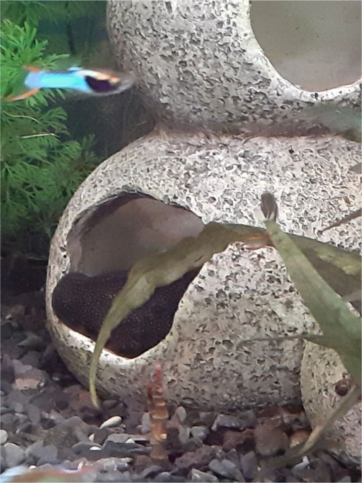 Endler Guppys in Nidderau