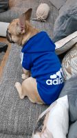 Adidog Hoodie 4XL / Hundemantel/ Pulli Frankfurt am Main - Bergen-Enkheim Vorschau