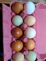 Frische Eier von glücklichen Hühnern Müritz - Landkreis - Rechlin Vorschau