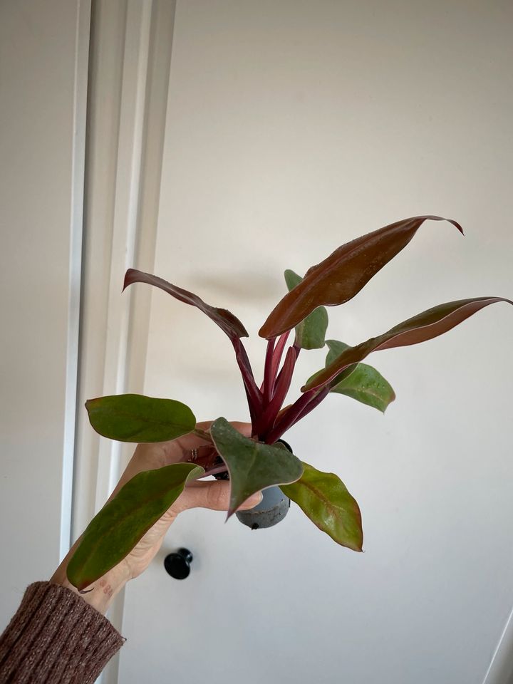 Philodendron red Sunlight in Obertshausen